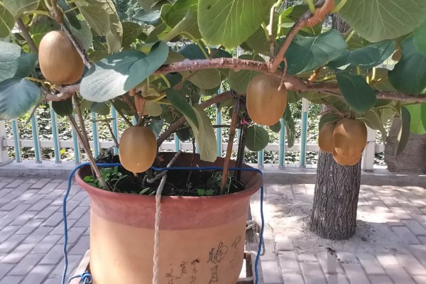 阳台种猕猴桃可以结果吗,需提供较大的栽培容器