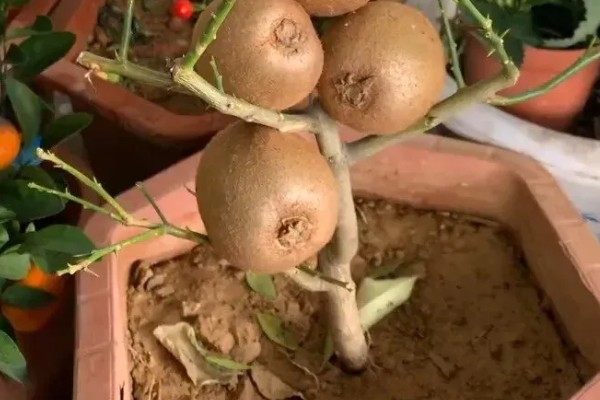 阳台种猕猴桃可以结果吗,需提供较大的栽培容器