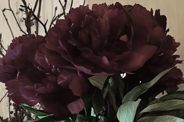 黑色芍药有什么花语，具有依依惜别、情有独钟等含义