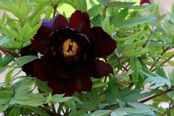 黑色芍药有什么花语，具有依依惜别、情有独钟等含义