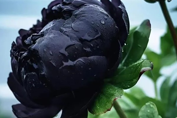 黑色芍药有什么花语，具有依依惜别、情有独钟等含义