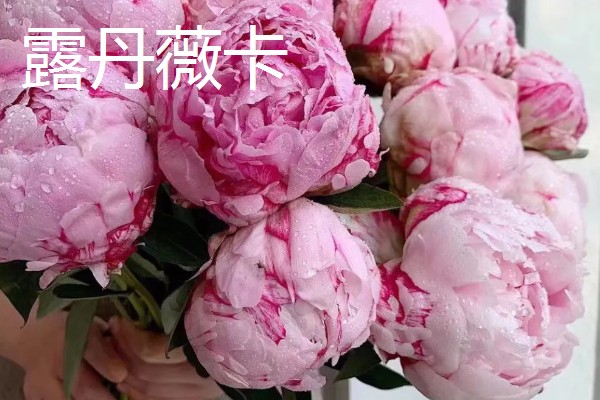 黑色芍药有什么花语，具有依依惜别、情有独钟等含义