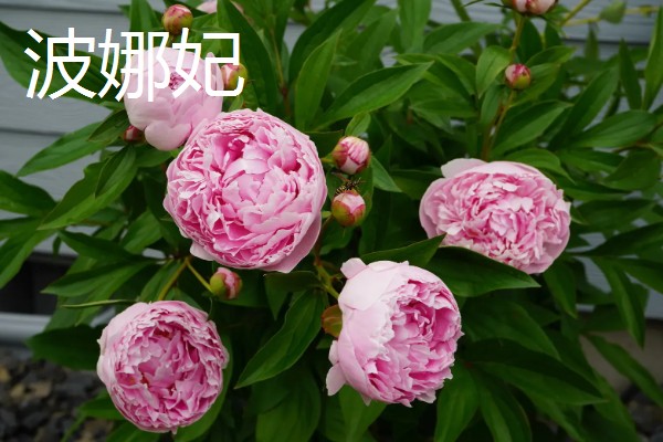 黑色芍药有什么花语，具有依依惜别、情有独钟等含义