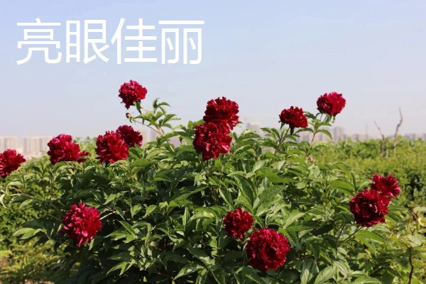 黑色芍药有什么花语，具有依依惜别、情有独钟等含义