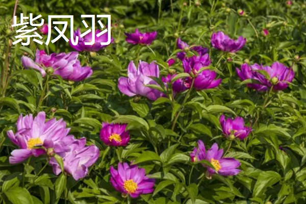 黑色芍药有什么花语，具有依依惜别、情有独钟等含义