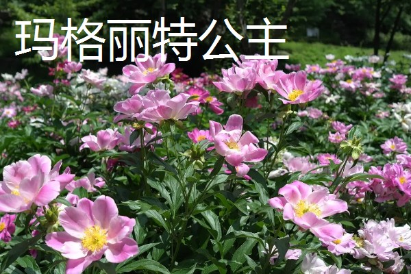 黑色芍药有什么花语，具有依依惜别、情有独钟等含义