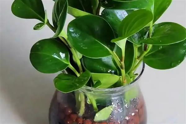 豆瓣绿如何水培,需要每天更换一次清水