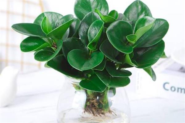 豆瓣绿如何水培,需要每天更换一次清水