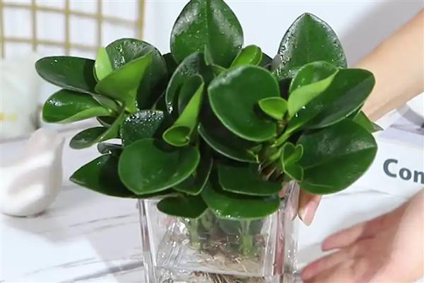 豆瓣绿如何水培,需要每天更换一次清水