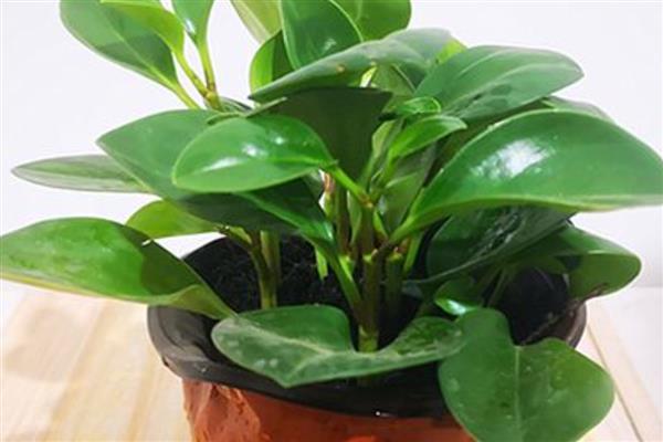 豆瓣绿如何水培,需要每天更换一次清水