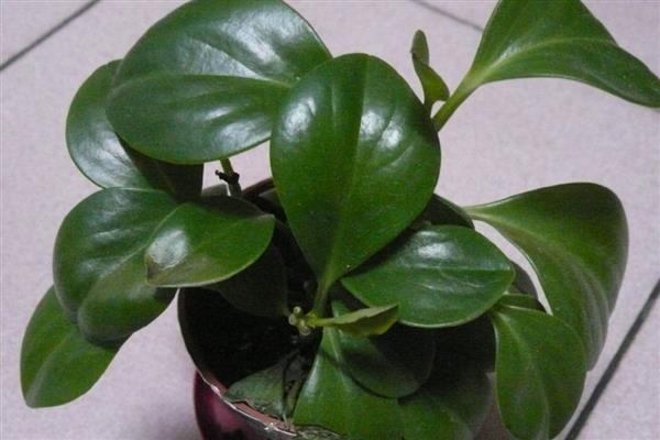 豆瓣绿如何水培,需要每天更换一次清水