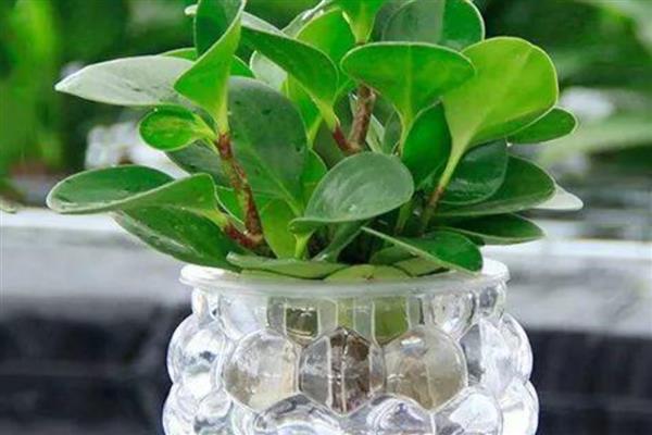 豆瓣绿如何水培,需要每天更换一次清水
