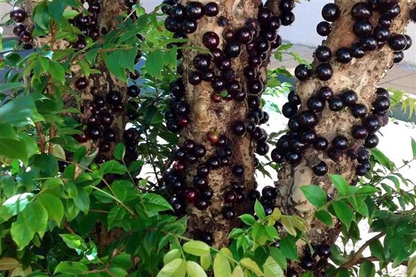 树葡萄的种植技术,施肥可采用穴施或者沟施