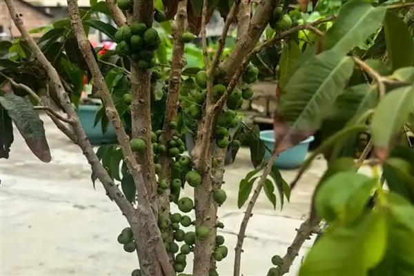 树葡萄的种植技术,施肥可采用穴施或者沟施