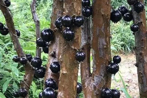 树葡萄的种植技术,施肥可采用穴施或者沟施