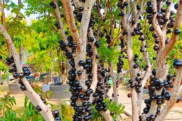 树葡萄的种植技术,施肥可采用穴施或者沟施