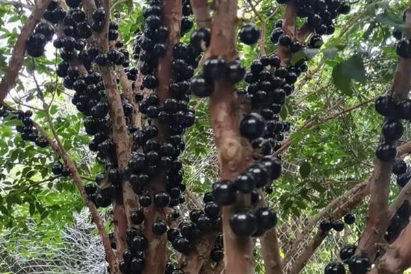 树葡萄的种植技术,施肥可采用穴施或者沟施