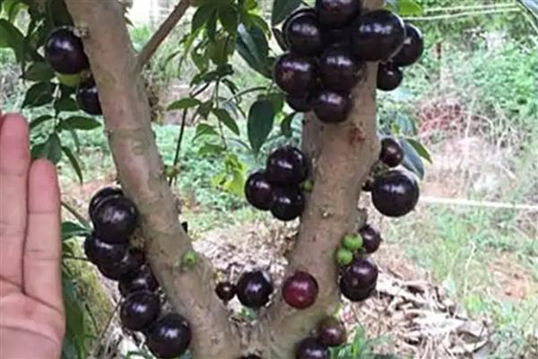 树葡萄的种植技术,施肥可采用穴施或者沟施