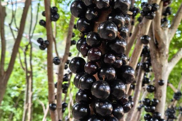 树葡萄的种植技术,施肥可采用穴施或者沟施