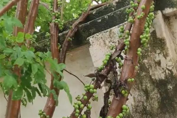 树葡萄的种植技术,施肥可采用穴施或者沟施
