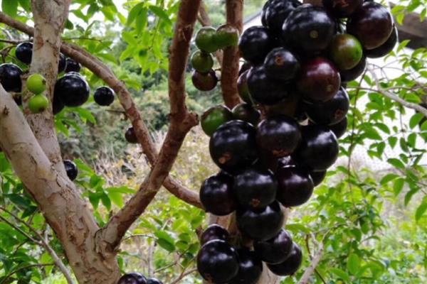 树葡萄的种植技术,施肥可采用穴施或者沟施