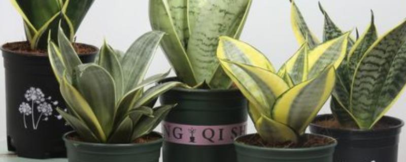 虎皮兰如何养护，株高达到10厘米要摘心打顶