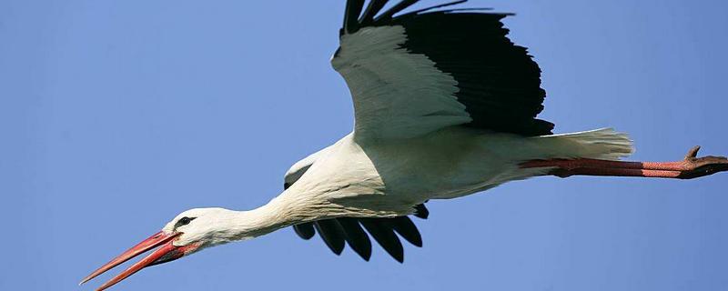 飞禽和鸟类的区别是什么，主要区别在于是否会飞行