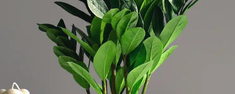 金钱树生长期怎么养护，每隔10-15天浇一次水