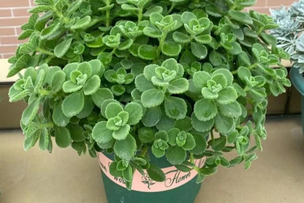 碰碰香的寿命是几年,有5-15年