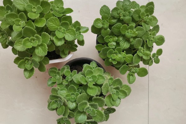 碰碰香的寿命是几年,有5-15年