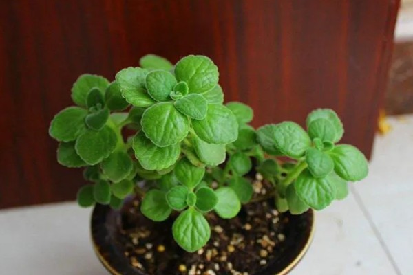 碰碰香的寿命是几年,有5-15年