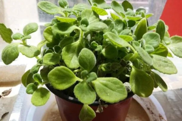 碰碰香的寿命是几年,有5-15年