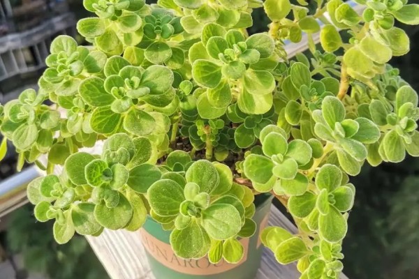 碰碰香的寿命是几年,有5-15年