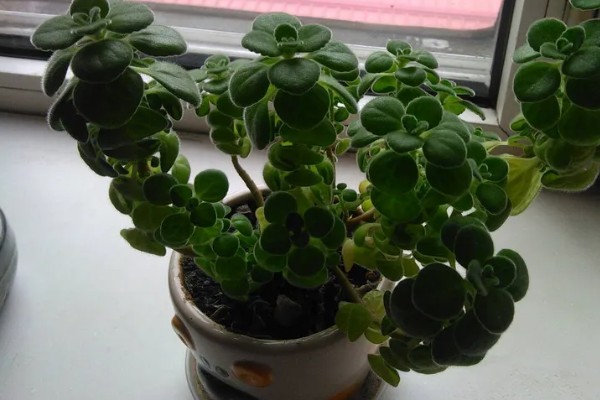 碰碰香的寿命是几年,有5-15年