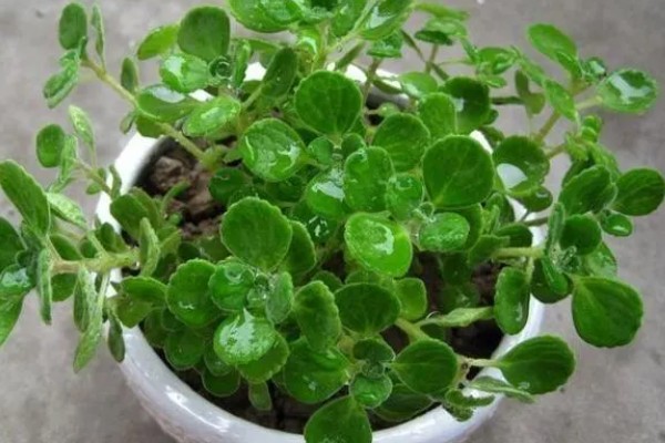 碰碰香的寿命是几年,有5-15年