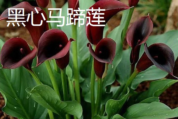 马蹄莲有什么品种,银星马蹄莲、黑心马蹄莲等品种很常见
