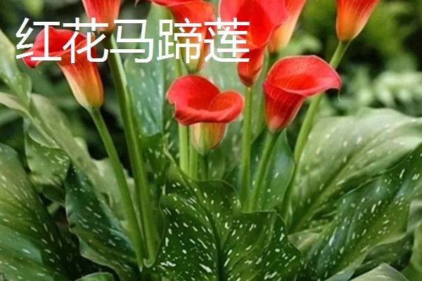 马蹄莲有什么品种,银星马蹄莲、黑心马蹄莲等品种很常见