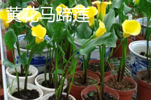 马蹄莲有什么品种,银星马蹄莲、黑心马蹄莲等品种很常见