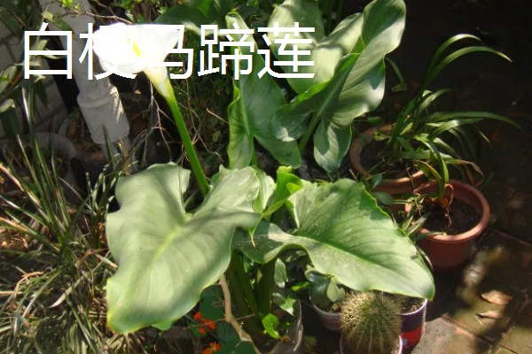 马蹄莲有什么品种,银星马蹄莲、黑心马蹄莲等品种很常见