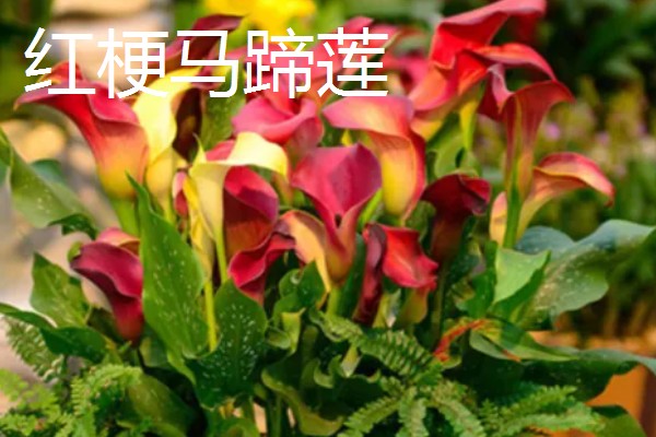 马蹄莲有什么品种,银星马蹄莲、黑心马蹄莲等品种很常见