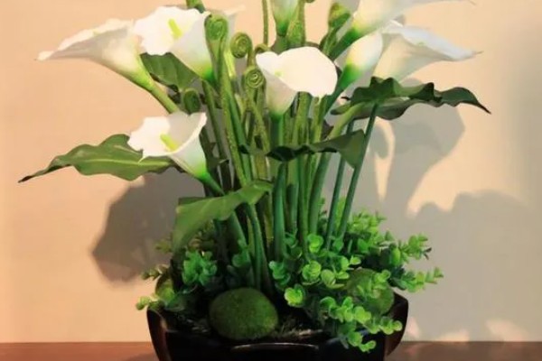 马蹄莲有什么品种,银星马蹄莲、黑心马蹄莲等品种很常见