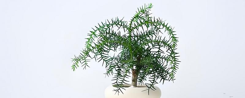 澳洲杉的繁殖方式，可播种也可扦插