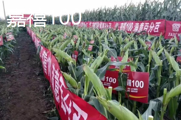 抗南方锈病的玉米品种,推荐隆创310、汉单777等