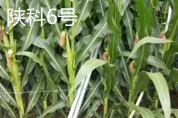 抗南方锈病的玉米品种,推荐隆创310、汉单777等