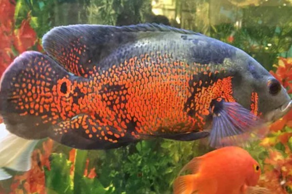 地图鱼不吃食的原因，可能是环境不适所致