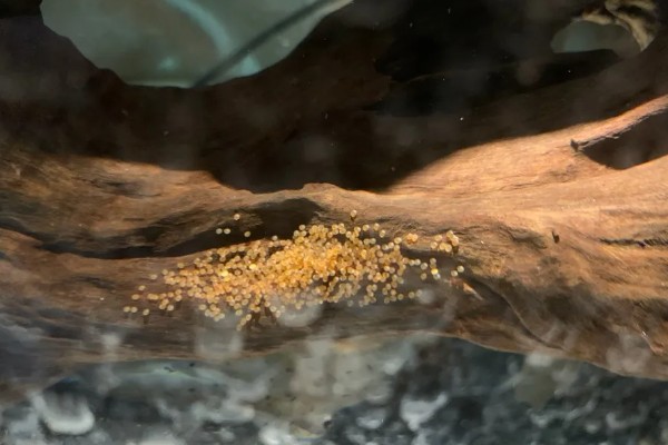 地图鱼不吃食的原因，可能是环境不适所致