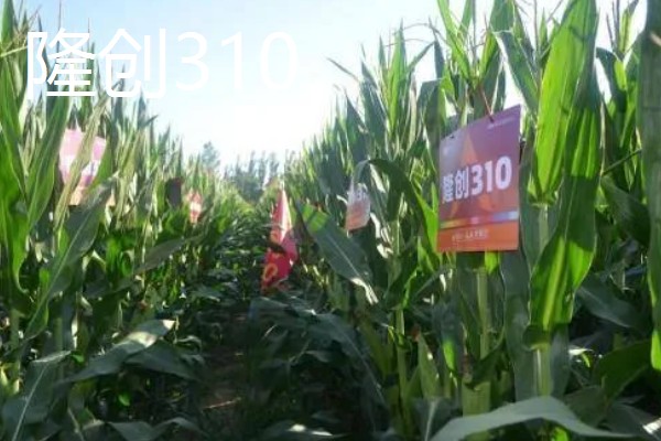 抗南方锈病的玉米品种,推荐隆创310、汉单777等