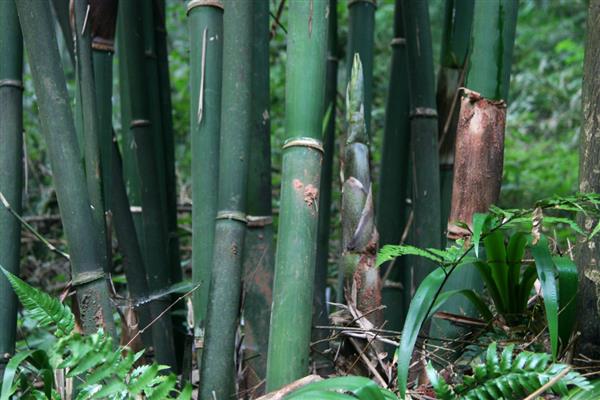 生长最快的树，有毛竹、桉树等