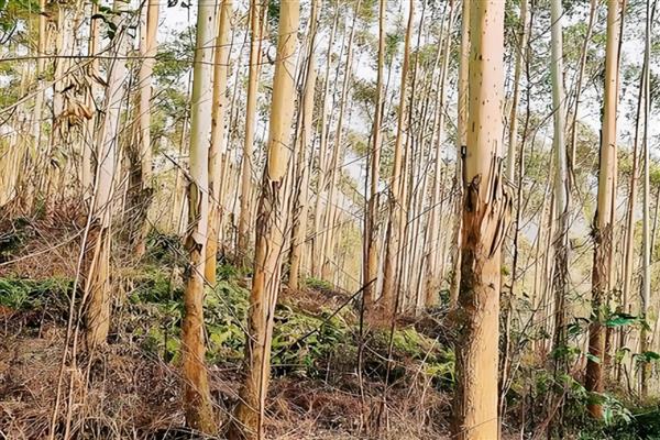生长最快的树，有毛竹、桉树等