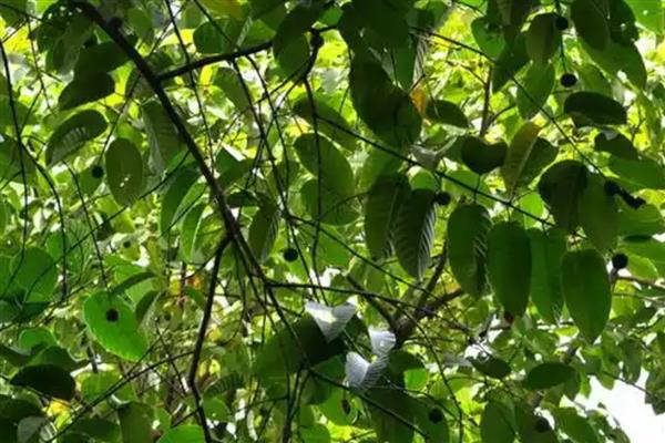 生长最快的树，有毛竹、桉树等